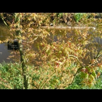 Acer palmatum cv Hoshi Kuzu (fam Aceracees) (3)